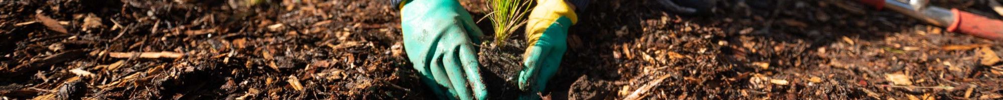 Child planting a tree