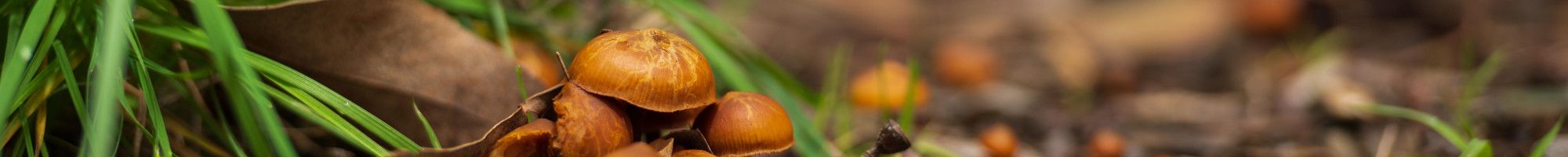 A small cluster of mushrooms growing at Alex Wilkie Nature Reserve