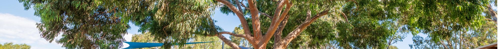 A big tree in a local park (Council News Article September 2023)