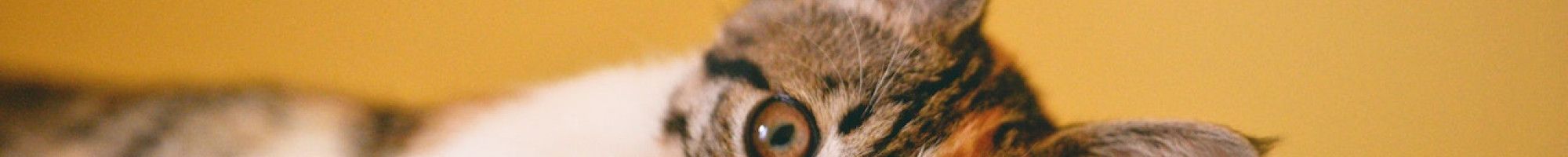 Cat reclining indoors