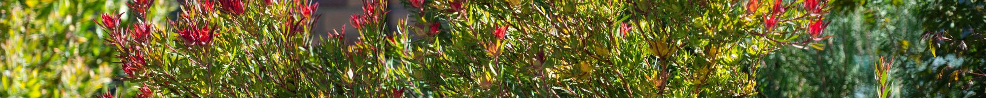 a bush with red flowers