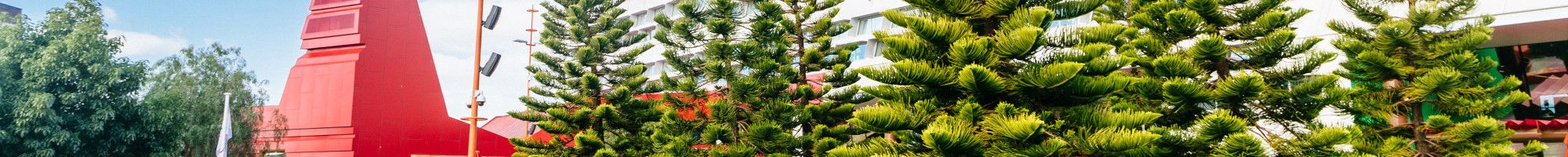 Several pine trees set against the backdrop of an urban square and large buildings.
