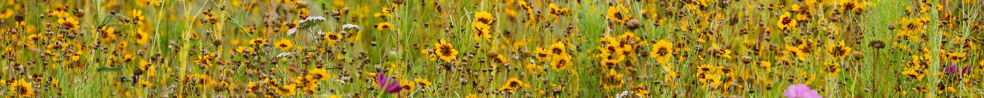 wildflowers