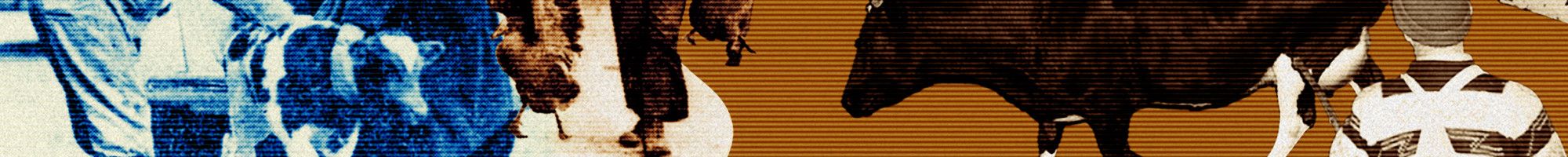 histical image of dandenong livestock market and cows