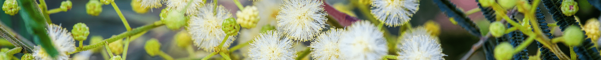 wattle flowers