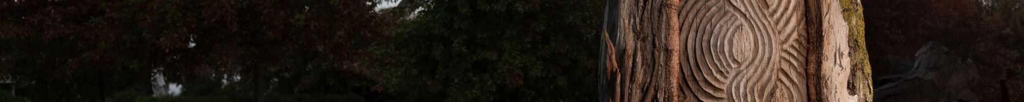 a scar tree in Dandenong Park