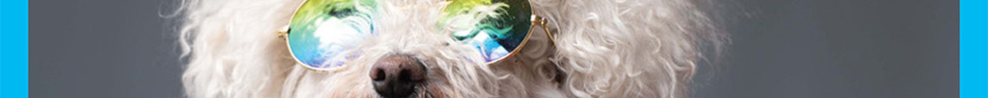 Council News April 2025 Dog with sunglasses and clothing on the front cover