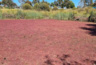 Azolla on wetlands