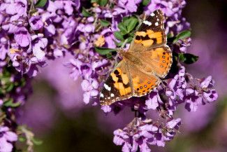 Australian Painted Lady (Credit - ecoss, iNaturalist)