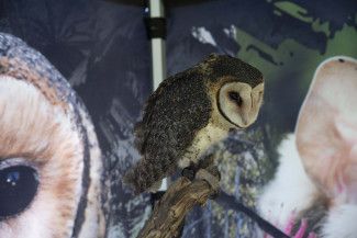 National Tree Day at Springvalley Reserve 2023