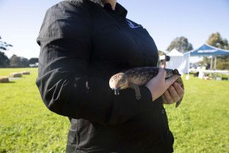 National Tree Day at Springvalley Reserve 2023