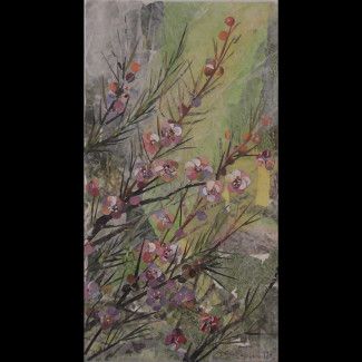 Native Australian Wildflower The Geraldton