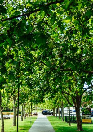a tree lined street